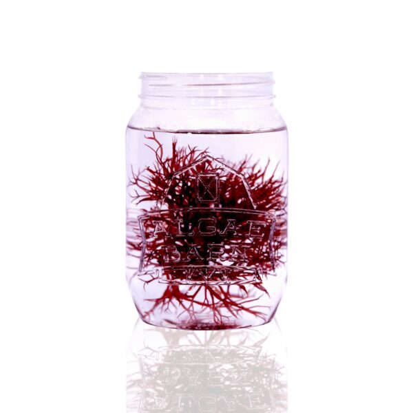 Red Ogo Gracilaria Live Macroalgae